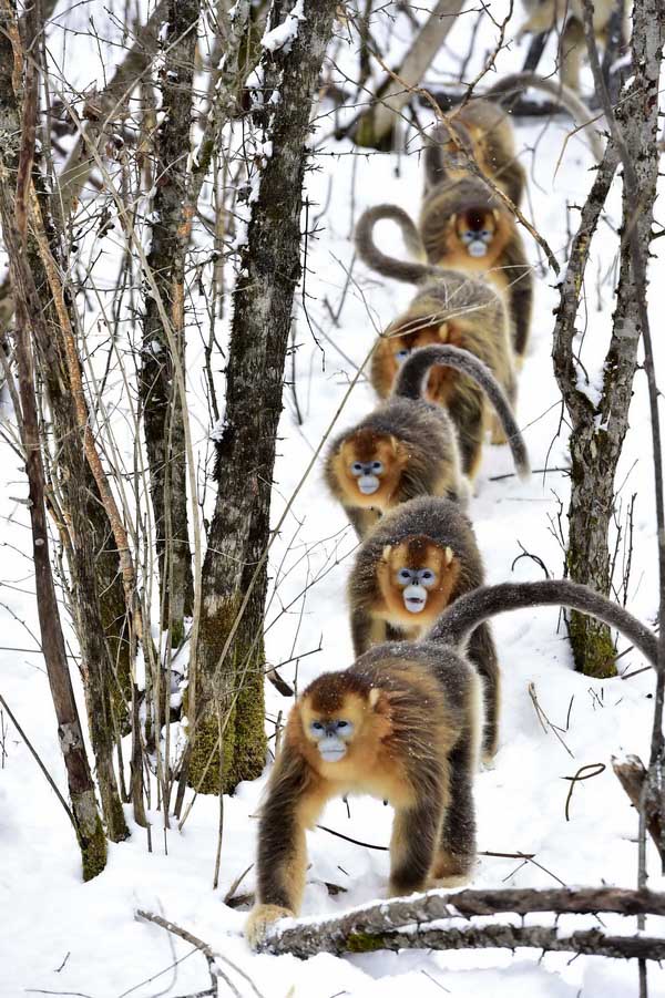 Забавные снимки диких золотистых обезьян в парке Шэньнунцзя