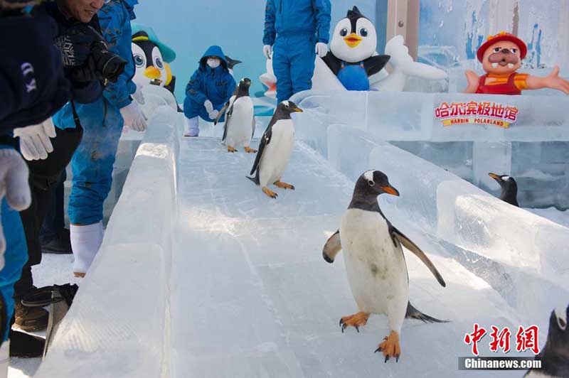 В Харбинском океанариуме пингвины играют на открытом воздухе