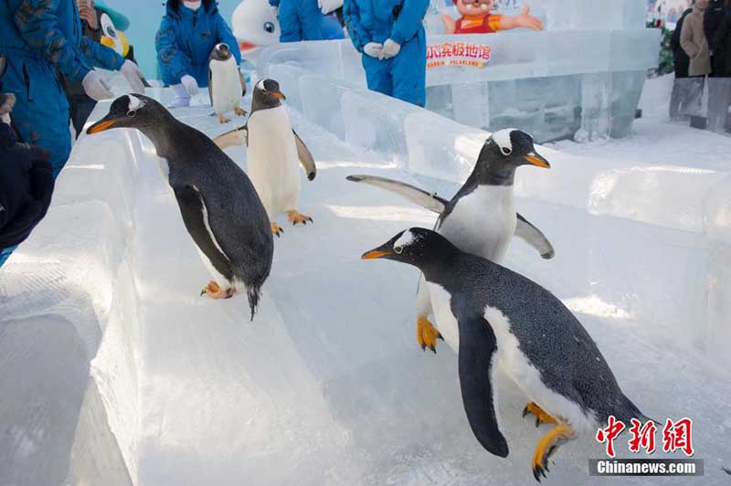 В Харбинском океанариуме пингвины играют на открытом воздухе