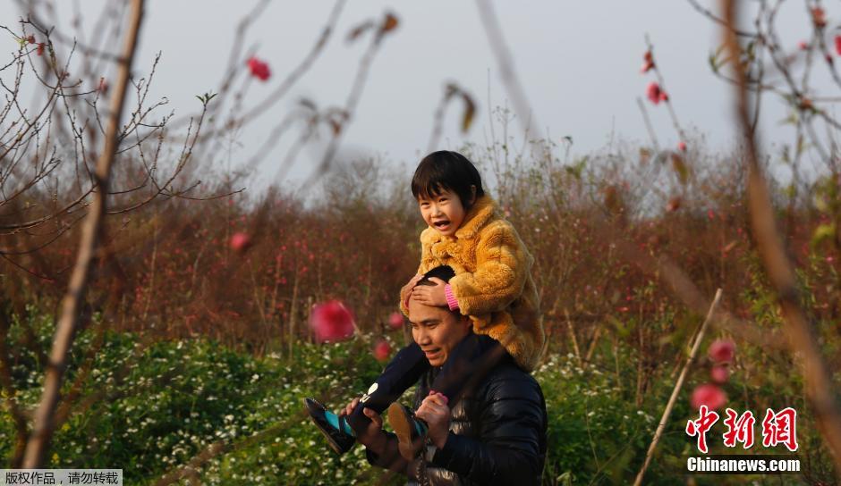 Вьетнамцы покупают цветы персика для счастья в Новом году