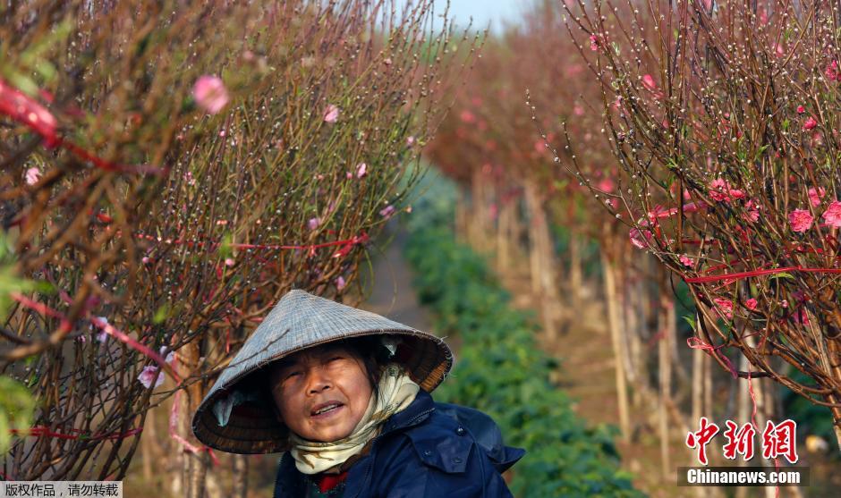 Вьетнамцы покупают цветы персика для счастья в Новом году