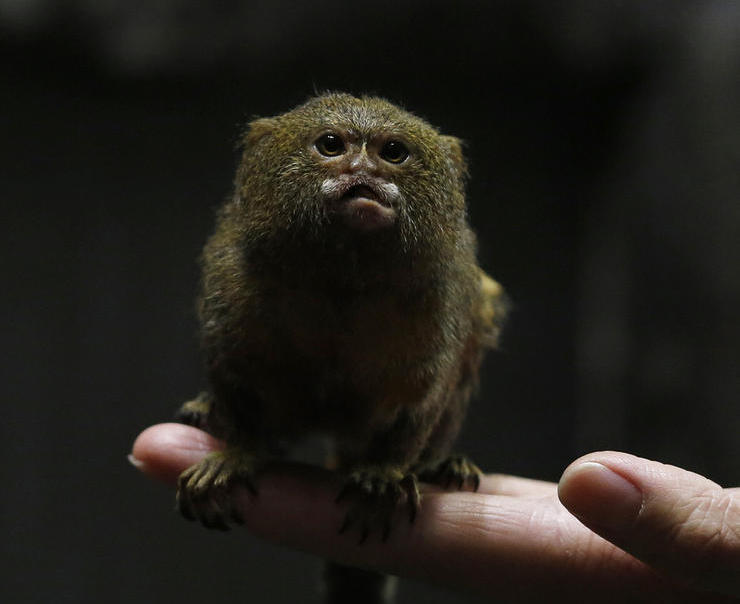 Самую маленькую обезьянку в мире продемонстрировали в Сянгане