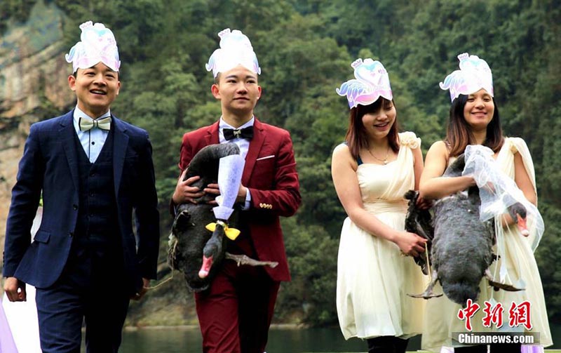 Лебединая свадьба прошла на озере Баофэн живописного района Чжанцзяцзе 