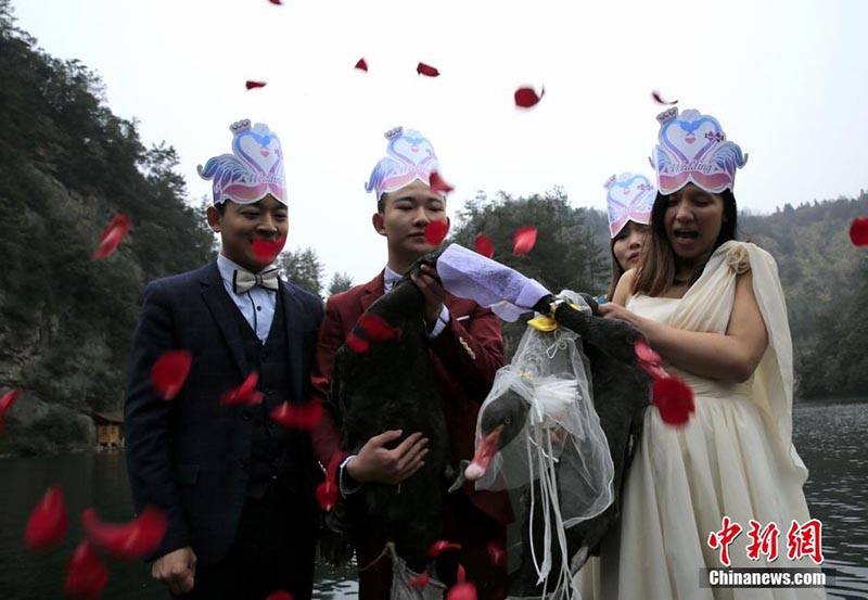 Лебединая свадьба прошла на озере Баофэн живописного района Чжанцзяцзе 