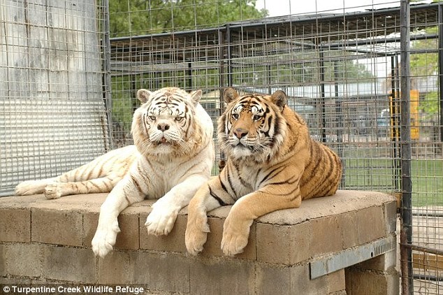 “Уродливый” белый тигр в Америке был получен в результате родственного скрещивания