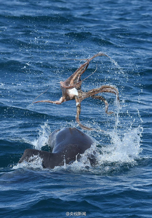 Дельфин играет с осьминогом в море