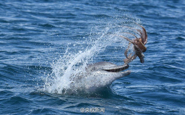 Дельфин играет с осьминогом в море