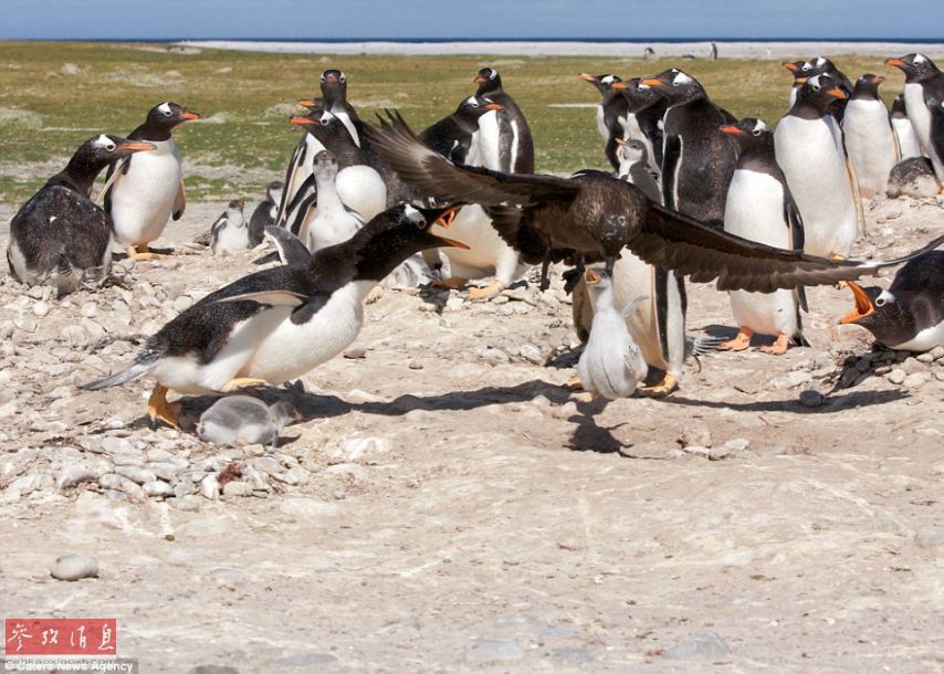 Птица-разбойник стащил пингвиненка, а взрослые пингвины лишь беспомощно наблюдали