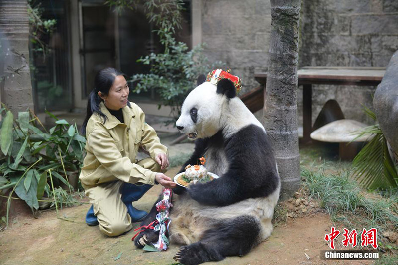 28 ноября 2015 года панда Басы отмечает 35-й день рождения в компании Ши Фэйнин.