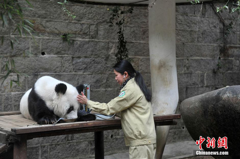 Басы - первая панда в мире, у которой была диагностирована гипертония.