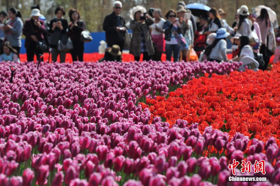 600 тысяч тюльпанов в Куньмине привлекают десятки тысяч туристов