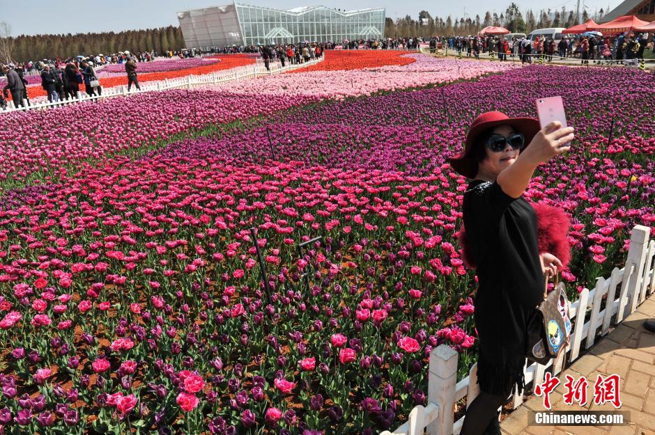 600 тысяч тюльпанов в Куньмине привлекают десятки тысяч туристов