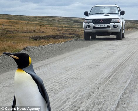 На шоссе обнаружен заблудившийся пингвин