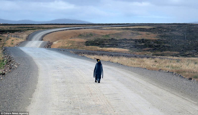 На шоссе обнаружен заблудившийся пингвин