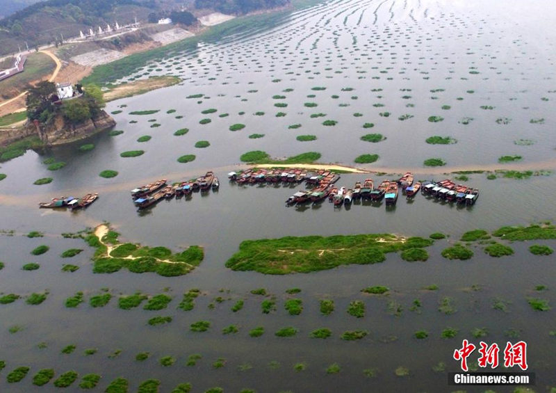 Уровень воды озера Поянху быстро поднимается