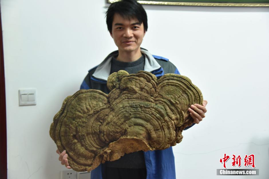 В провинции Хунань обнаружен огромный редкий гриб "Линчжи"