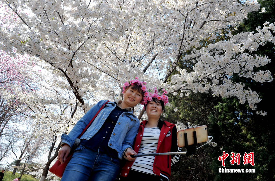 В Пекине расцветает красивая сакура