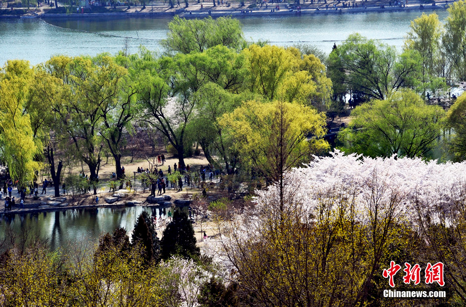 В Пекине расцветает красивая сакура