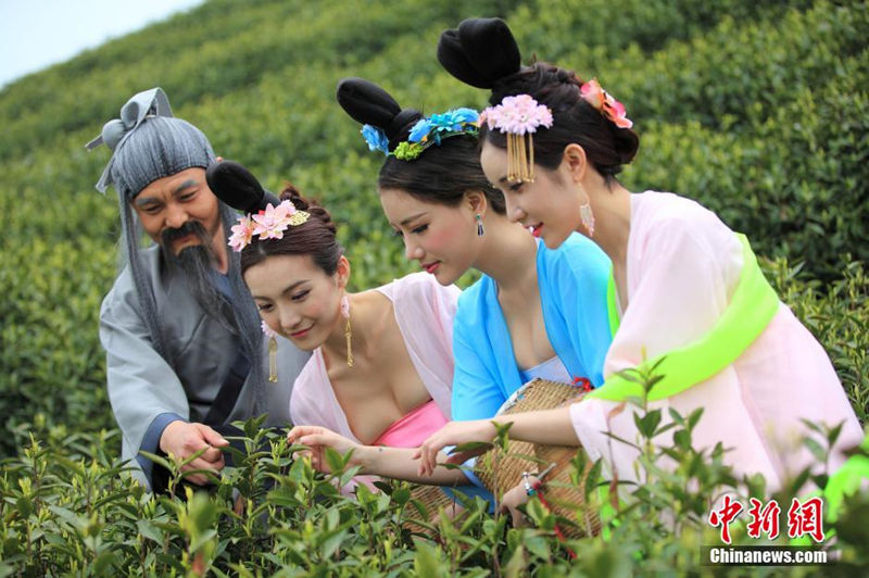Китайские красавицы собирают чай