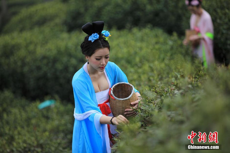 Китайские красавицы собирают чай