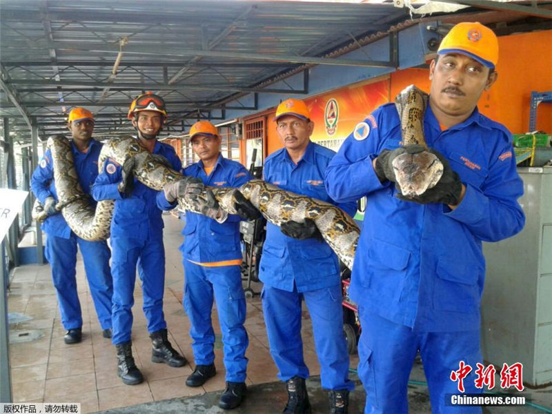 Гигантский 250-килограммовый питон обнаружен в Малайзии