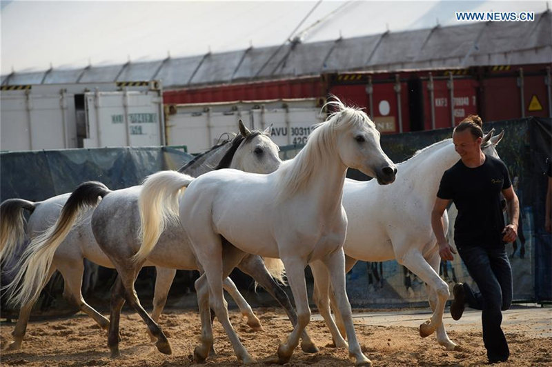 Всемирно известное конное шоу "Cavalia" впервые пройдет в Пекине