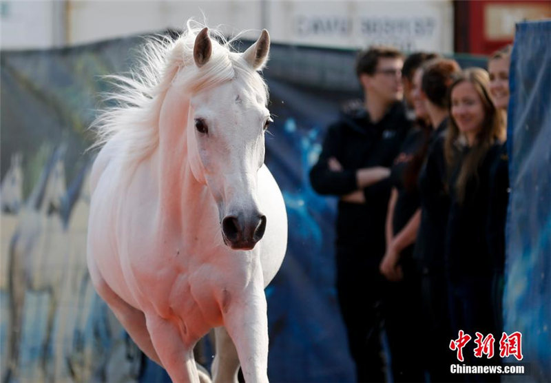 Всемирно известное конное шоу "Cavalia" впервые пройдет в Пекине