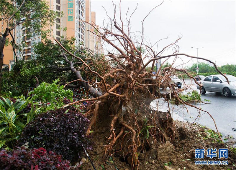 На фото: 12 апреля на обочине ульцы Саньлэ городка Лэцун города Фошань одно толстое дерево диаметром 80 см было вырвано с корнем.