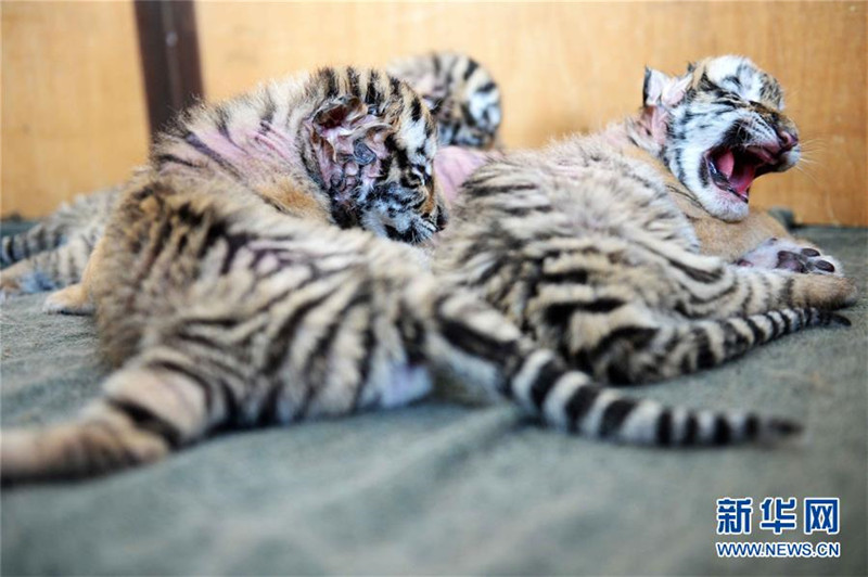 Шесть тигрят родились в Хэйлунцзянском парке амурских тигров