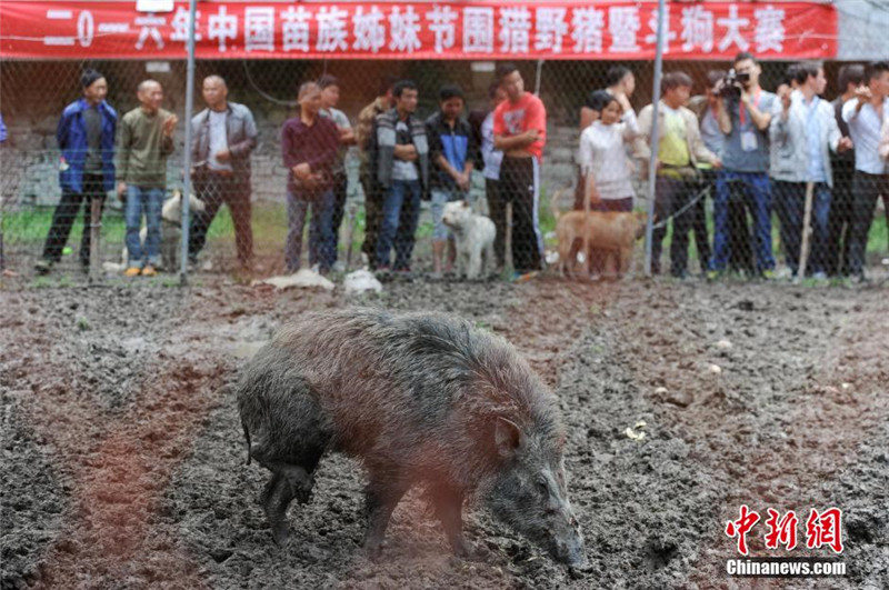 На соревнованиях по облавной охоте в Гуйчжоу кабан атаковал охотничью собаку 