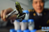 Пекинская служба карантина обнаружила лягушку-древолаза