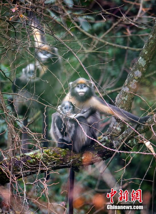Жизнь золотистых обезьян через объектив фотографа