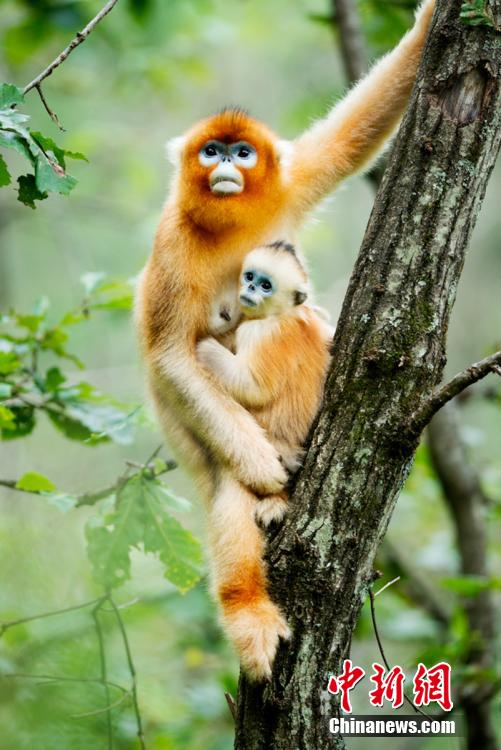 Жизнь золотистых обезьян через объектив фотографа
