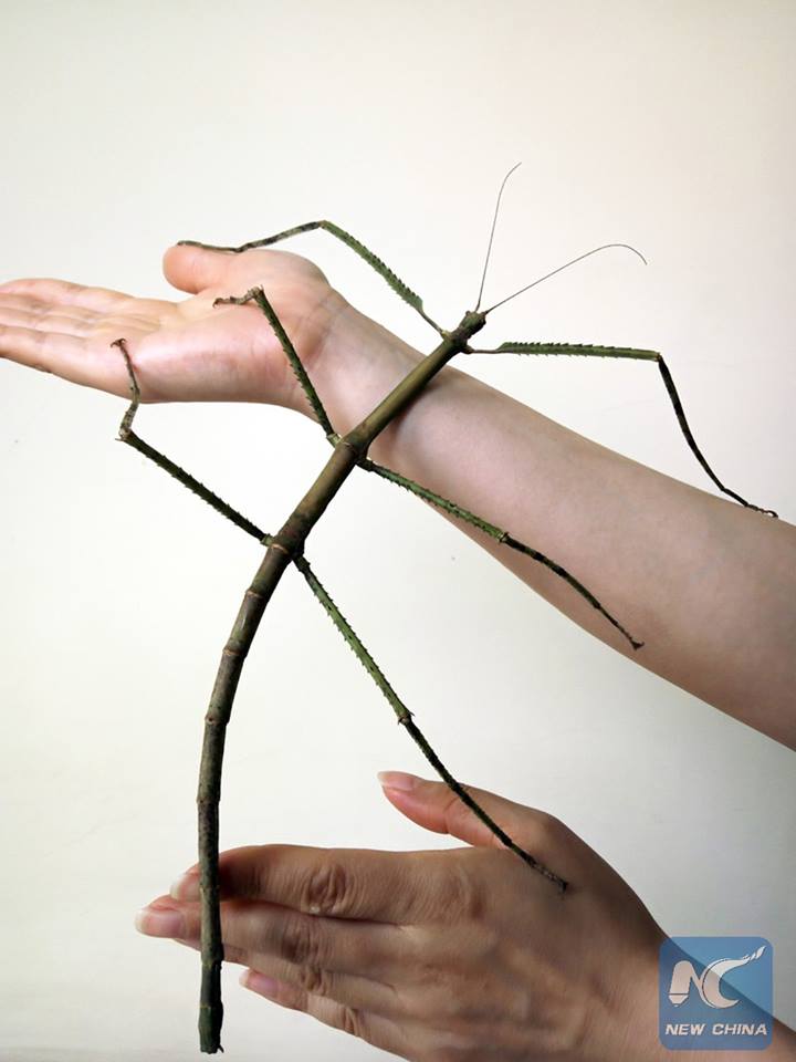 В Китае обнаружено длиннейшее в мире насекомое -- палочник длиной 62,4 см