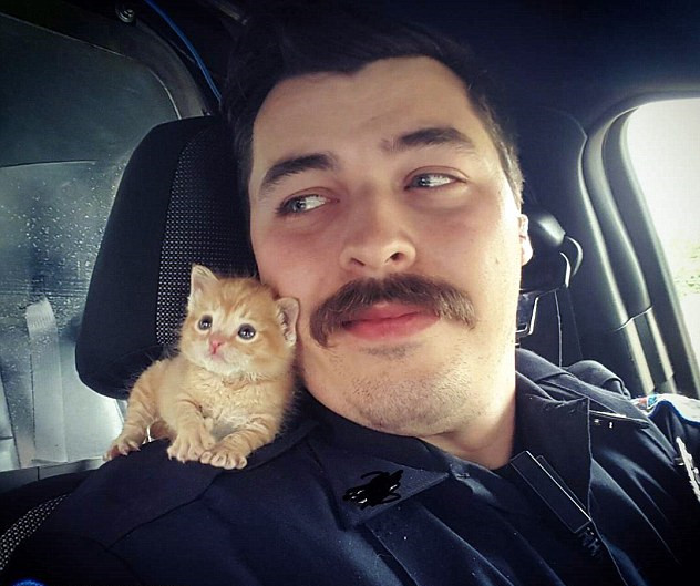 Американский полицейский взял в напарники бездомного котенка