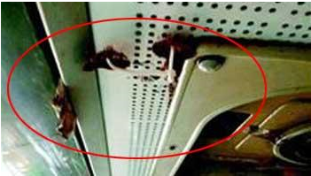 В городе Ухань в общественном транспорте выросли грибы