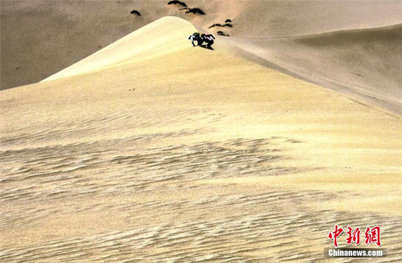 300 странников пешком пересекли пустыню в Ганьсу
