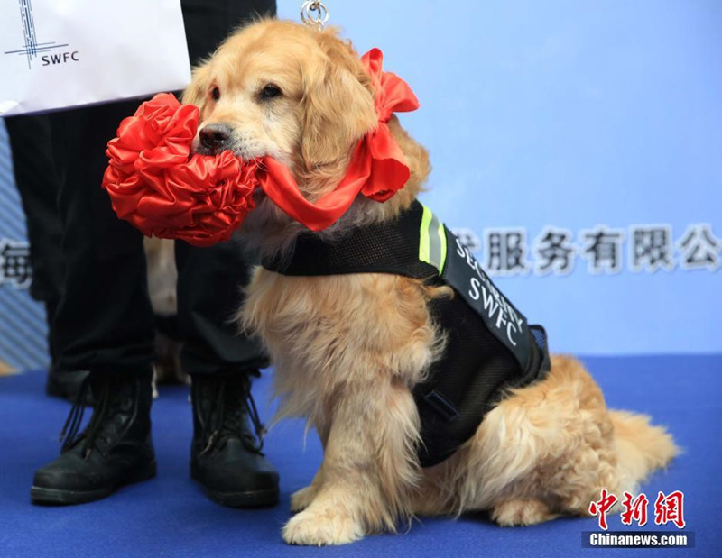 Церемония "выхода на пенсию" служебных собак прошла в Шанхае