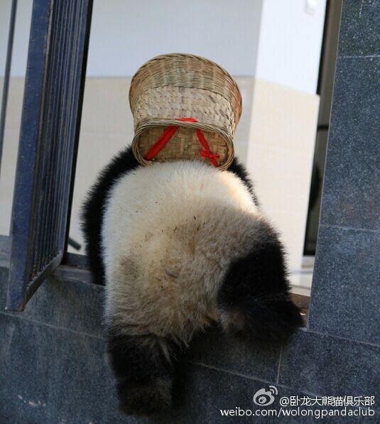 "Кунг-фу панда" в бамбуковой шляпе 