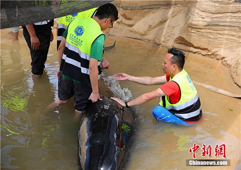 На фото: Сотрудники службы спасения поливают гринду водой, чтобы не допустить перегревания тела.