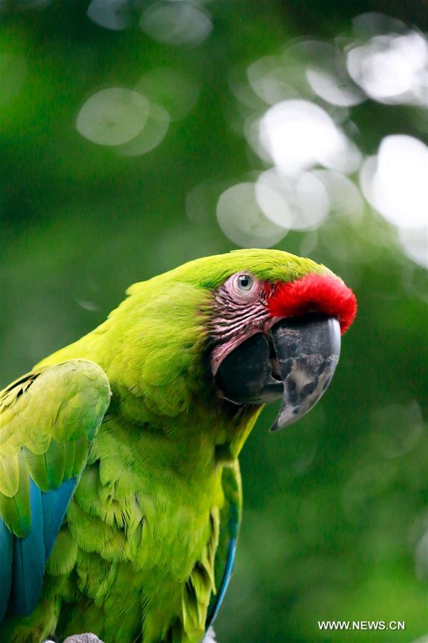 Коста-Рика активно защищает биологическое многообразие