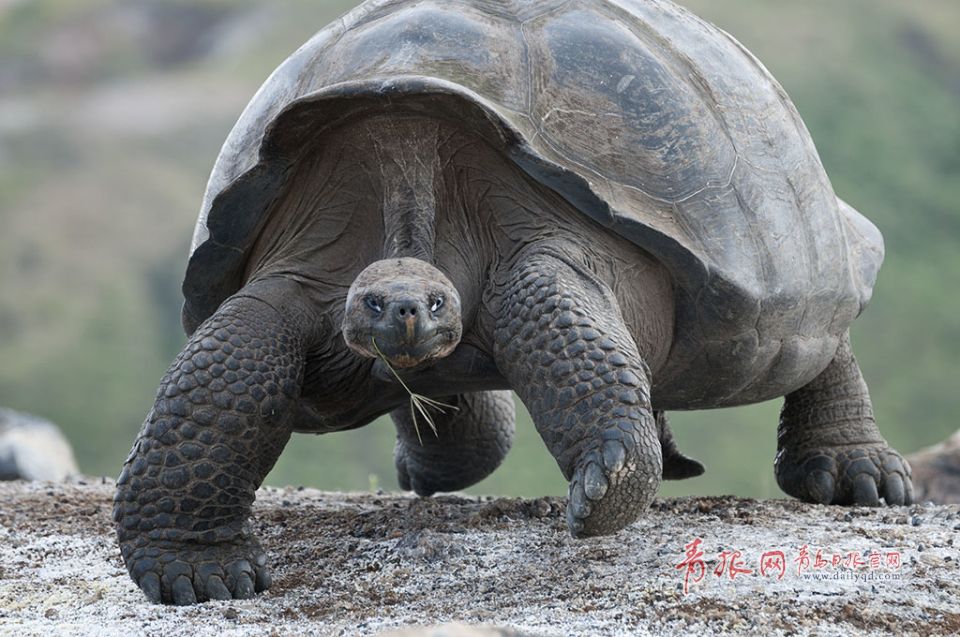 Маврикий подарил зоопарку Циндао четырех гигантских черепах