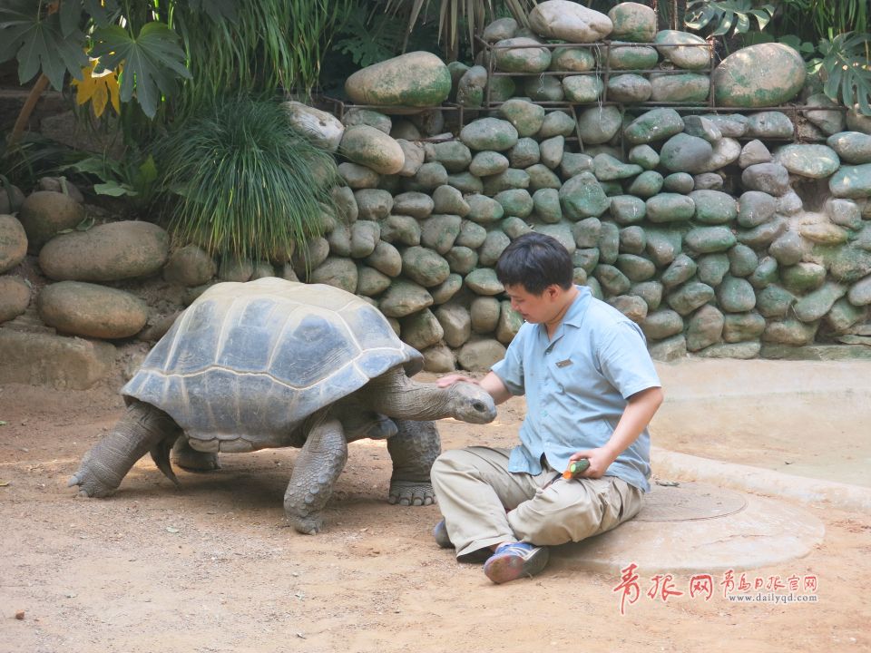 Маврикий подарил зоопарку Циндао четырех гигантских черепах