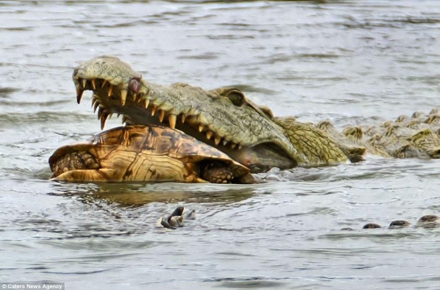 В ЮАР крокодил заглотил черепаху целиком