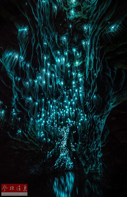 Настоящая Пандора. Британский фотограф показал светящиеся пещеры Ваймото в серии снимков