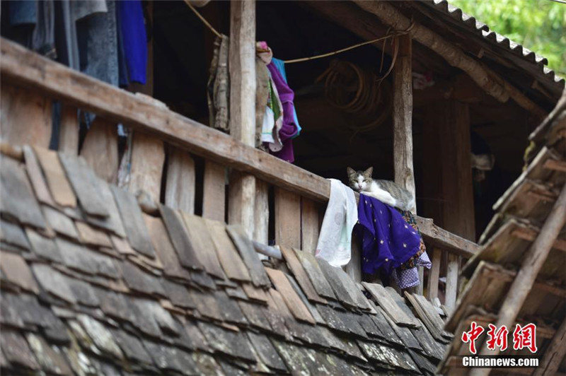 Визит в традиционное древнее село народности Дай в провинции Юньнань