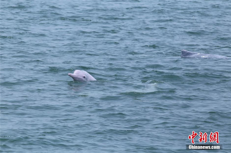 Китайские белые дельфины резвятся в Тонкинском заливе