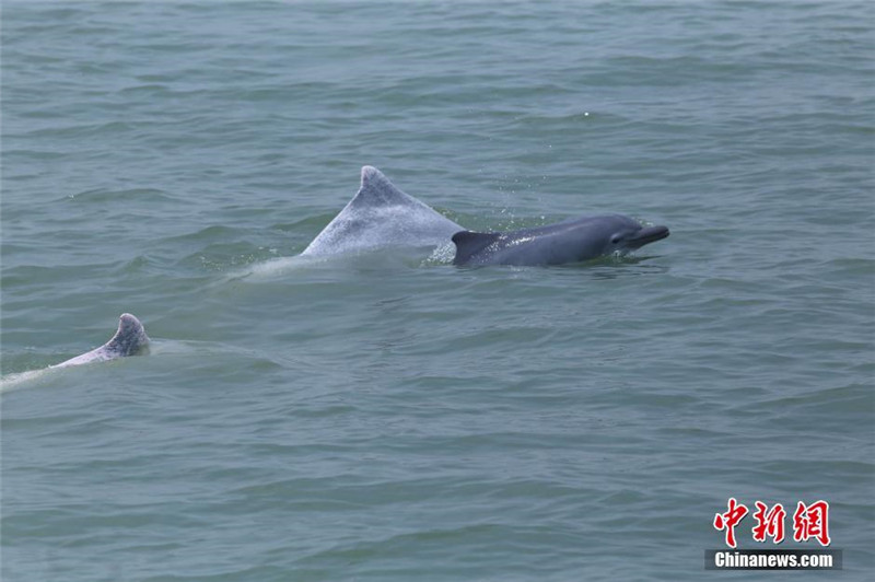 Китайские белые дельфины резвятся в Тонкинском заливе