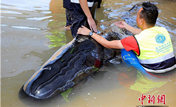 Жители острова Хайнань спасли дельфина-гринду, попавшего на мель