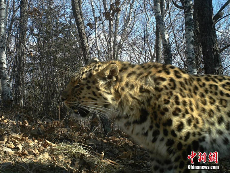 На фото: 5 апреля 2016 года амурский леопард ищет пропитание в заповеднике.
